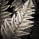 Frosted Ferns